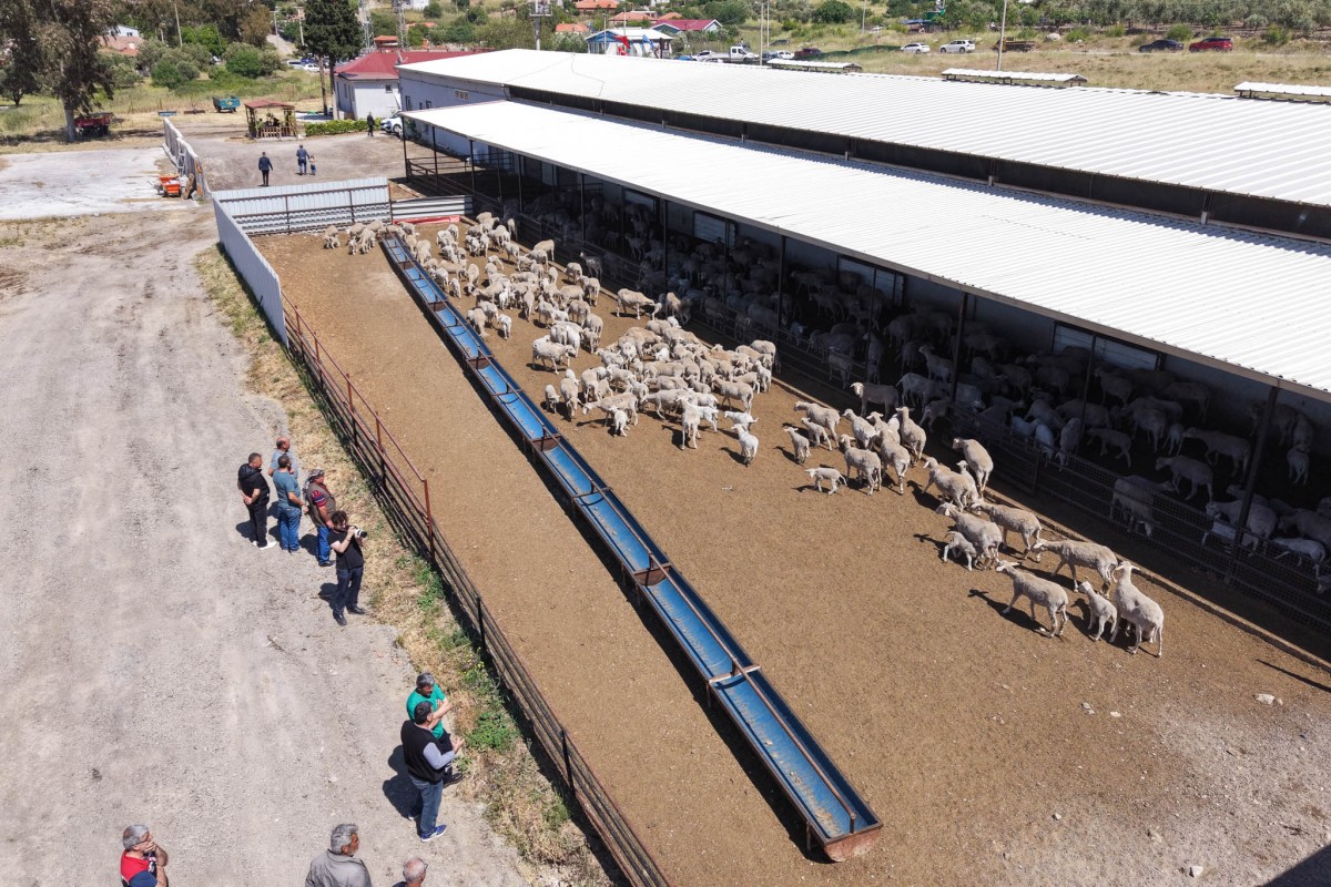 Aliağa’da Küçükbaş Hayvancılığa Güçlü Destek: 3’üncü Etap Damızlık Dağıtımları Gerçekleştirildi